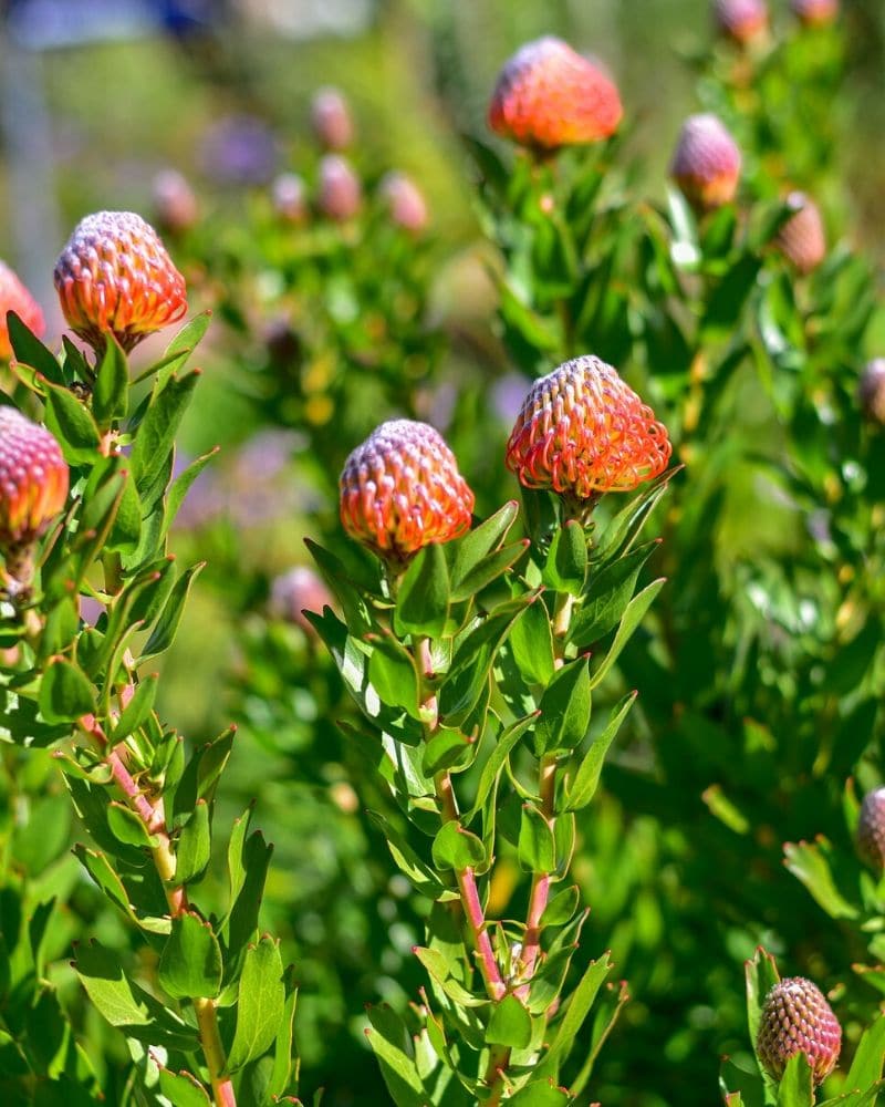 43 Types of Protea Flowers, Meaning and Pictures | Florgeous