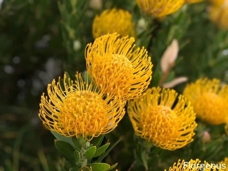 43 Types of Protea Flowers, Meaning and Pictures | Florgeous