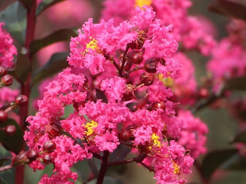 pink crape myrtle