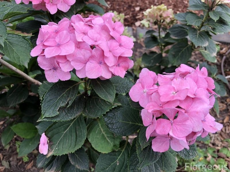 roze hortensia betekenis