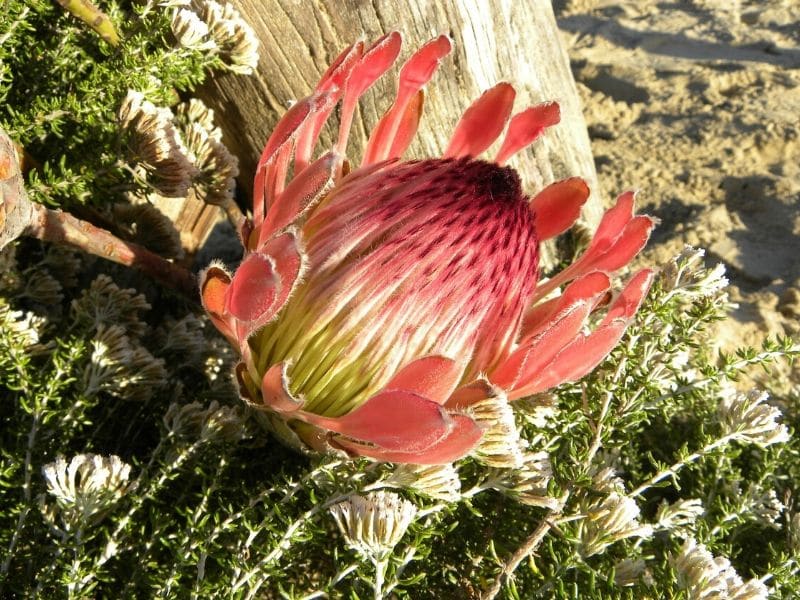 43 Types of Protea Flowers, Meaning and Pictures | Florgeous