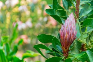 43 Types of Protea Flowers, Meaning and Pictures | Florgeous