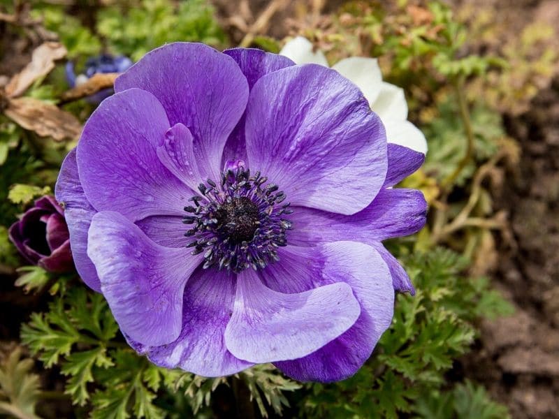 purple anemone