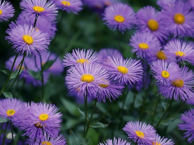 purple asters