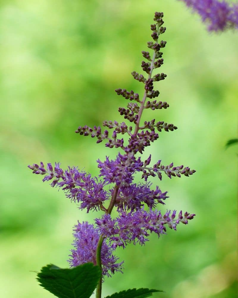 purple astilbe