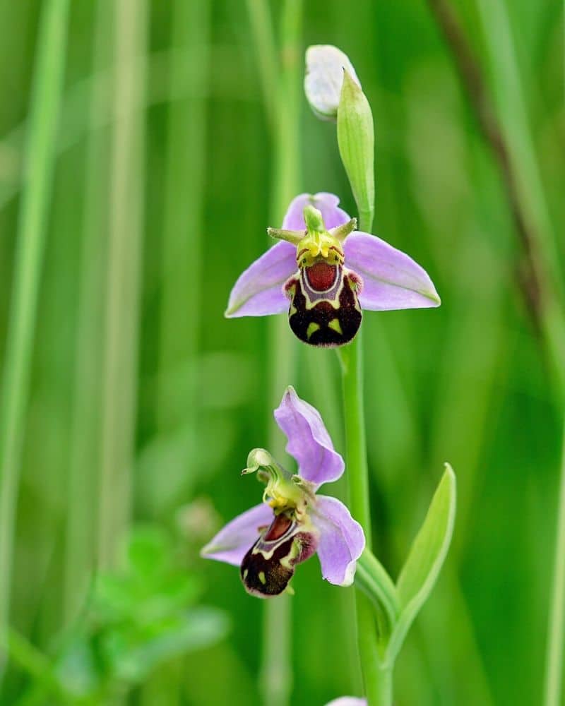 purple bee orchid