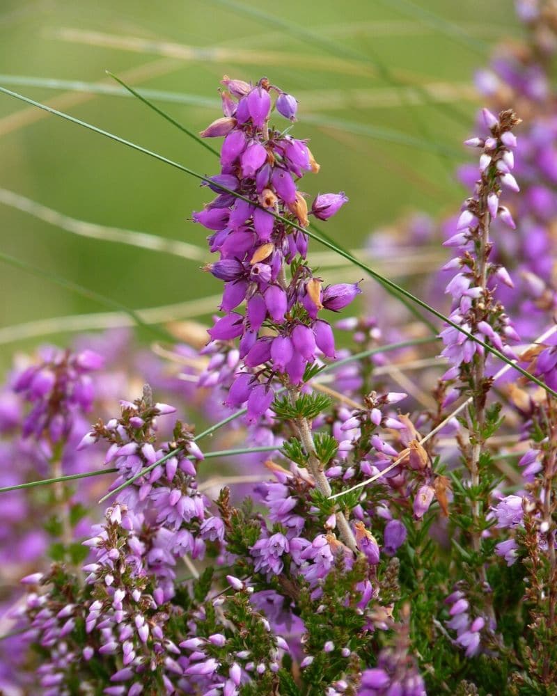 purple bell heather