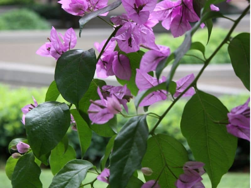 purple bougainvillea