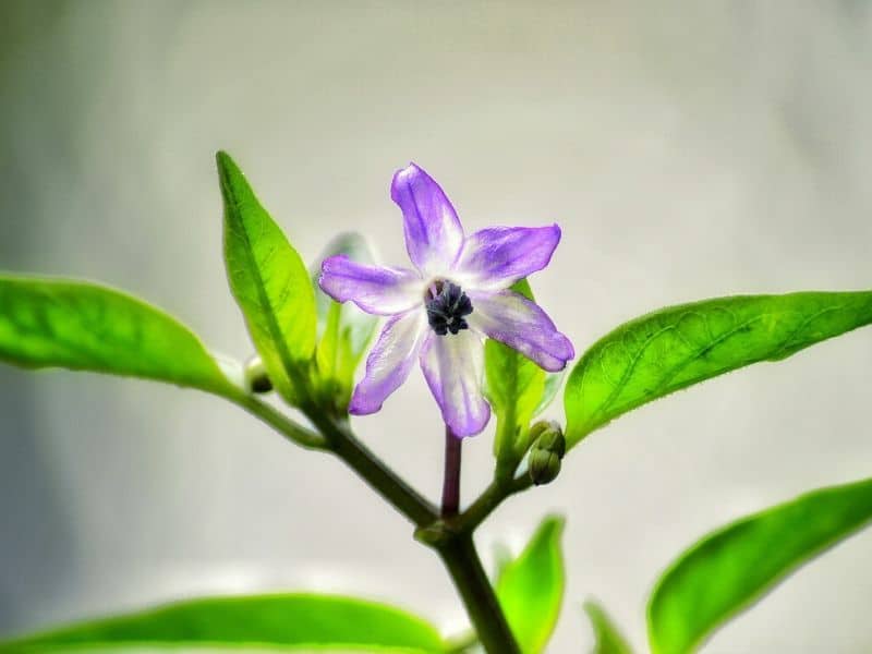 purple browallia