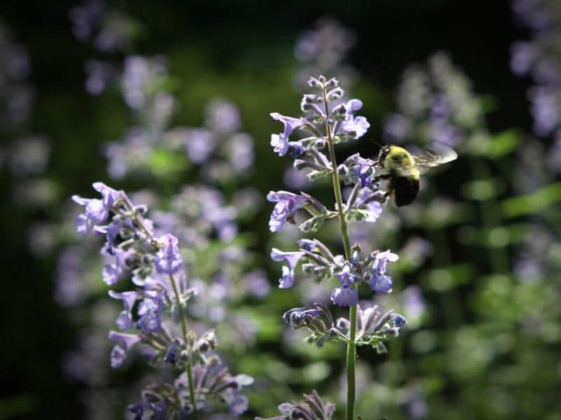 purple catmint