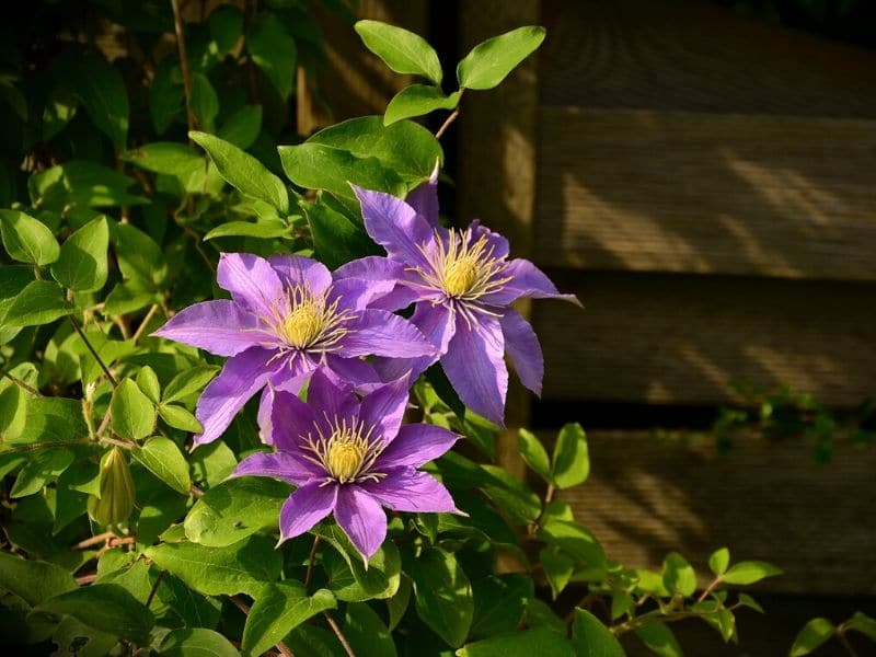 purple clematis