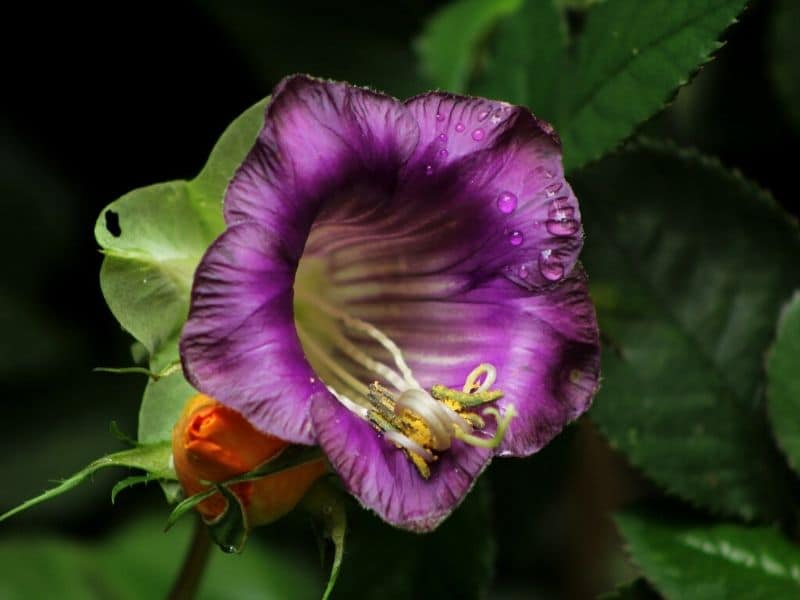 purple cobaea
