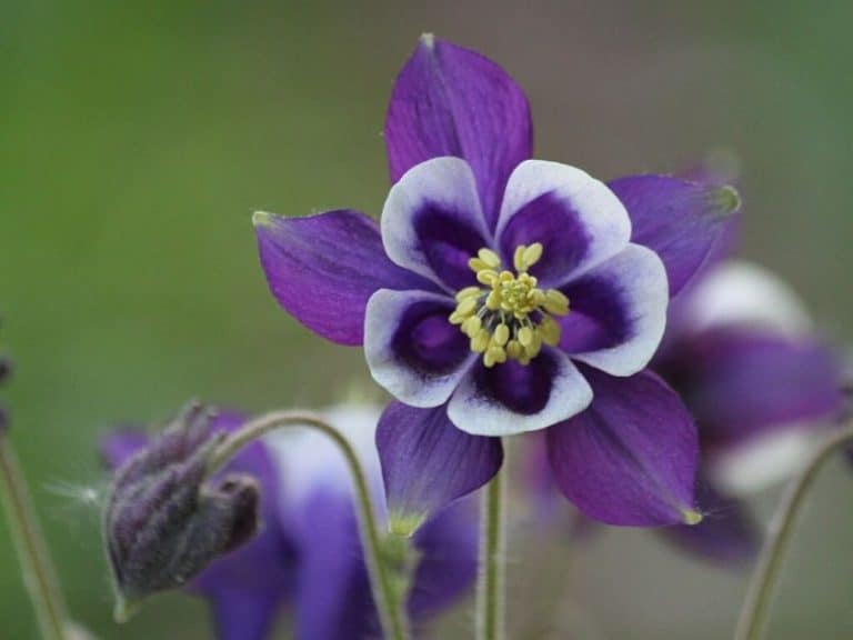 60 Best Types of Purple Flowering Plants You Should Know | Florgeous