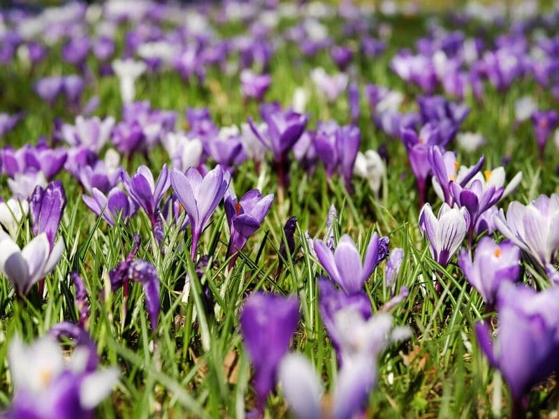 purple crocus