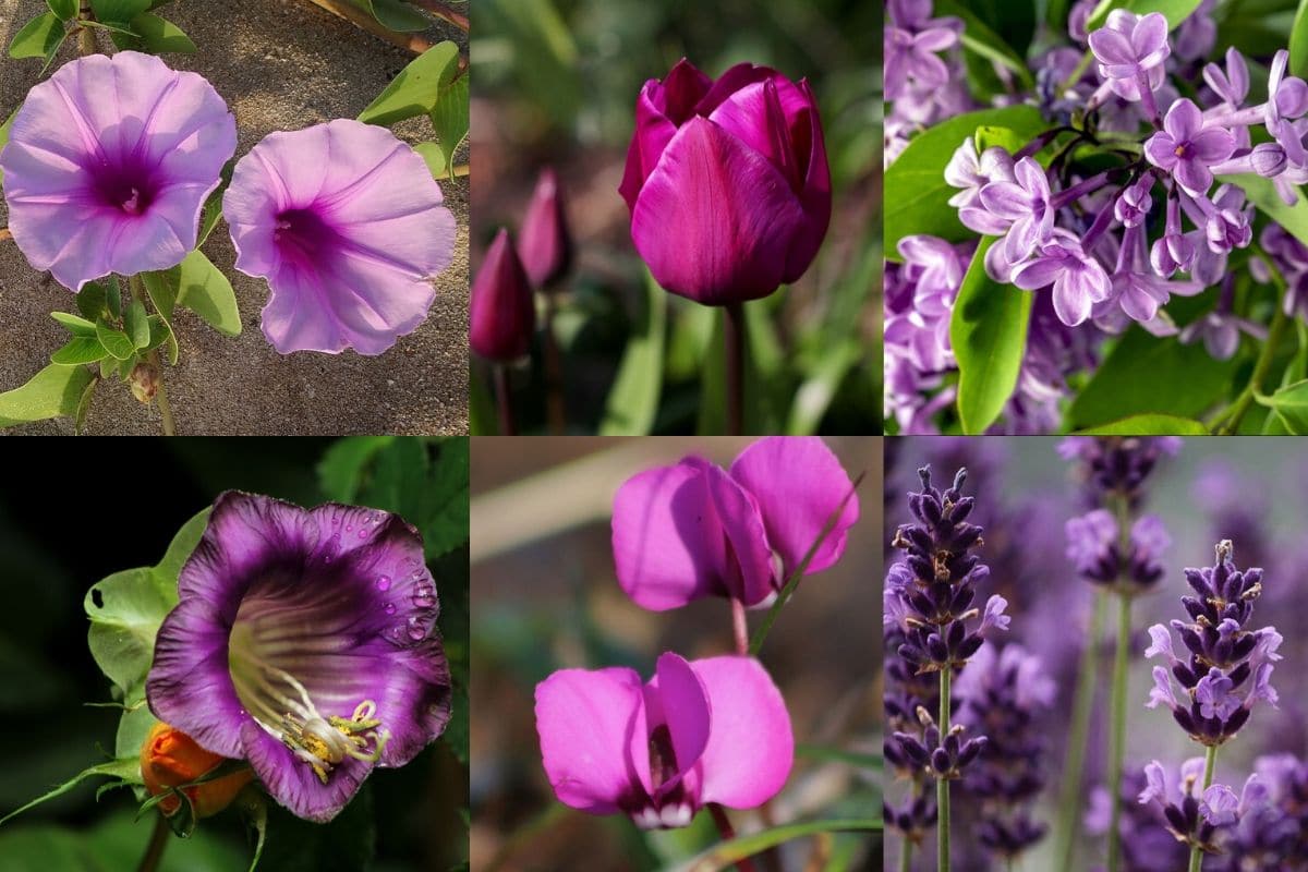 Types Of Purple Flowers With Names - A List Of Flower Names From A To Z ...