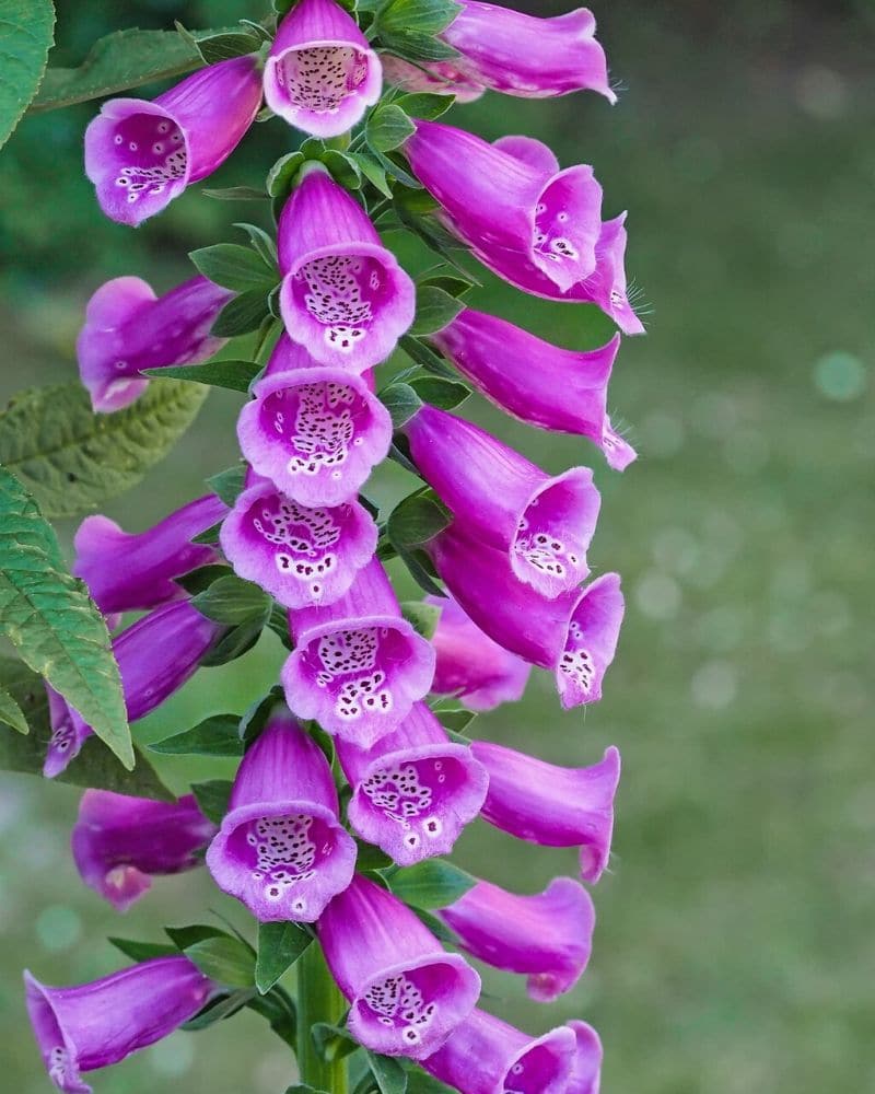 purple foxglove