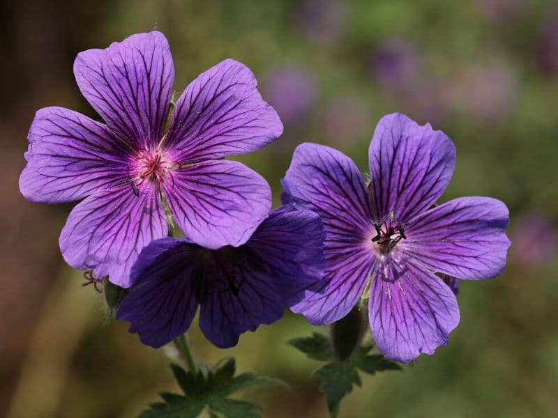 purple geranium