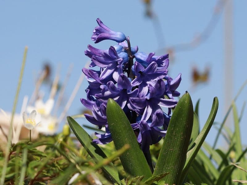 Purple Flowers That Grow From Bulbs Purple Balls Of