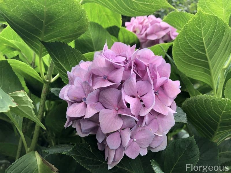 紫の紫陽花の意味