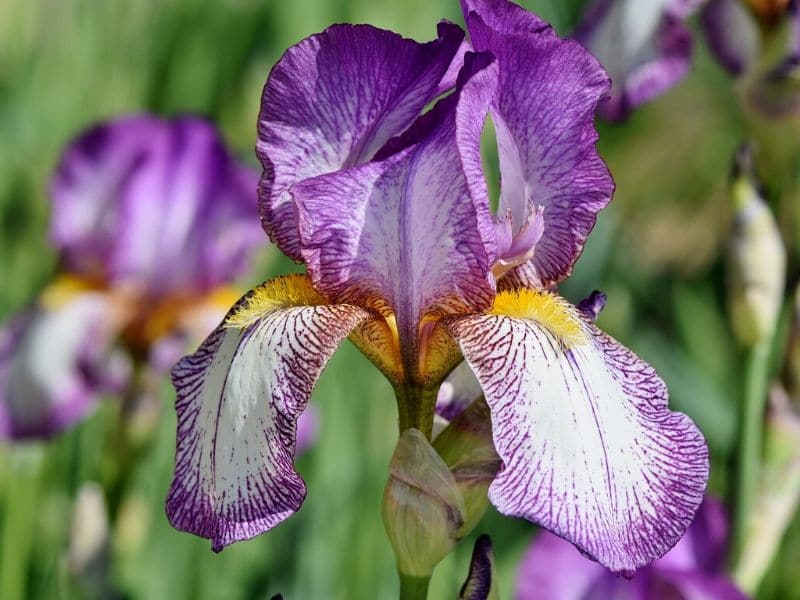 purple iris