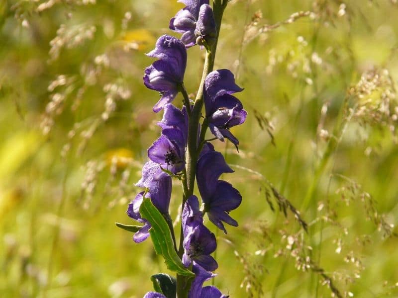 purple monkshood