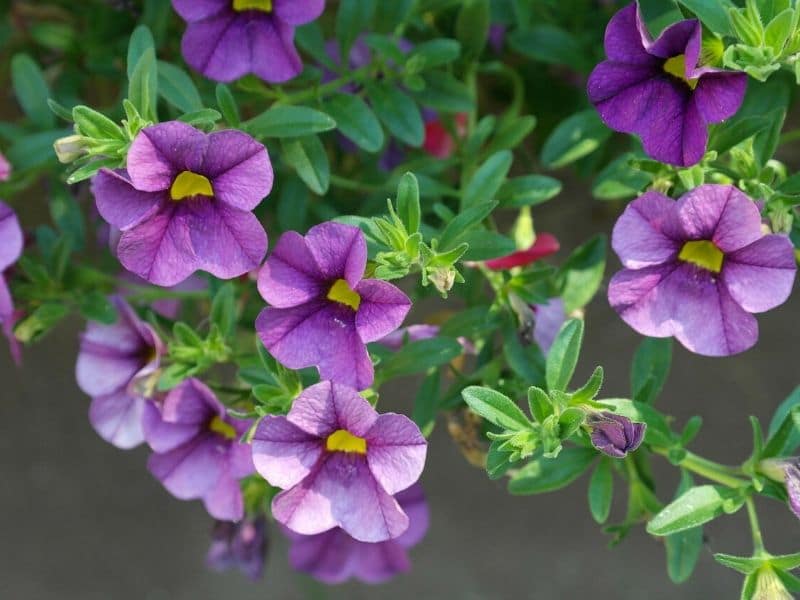 purple petunias