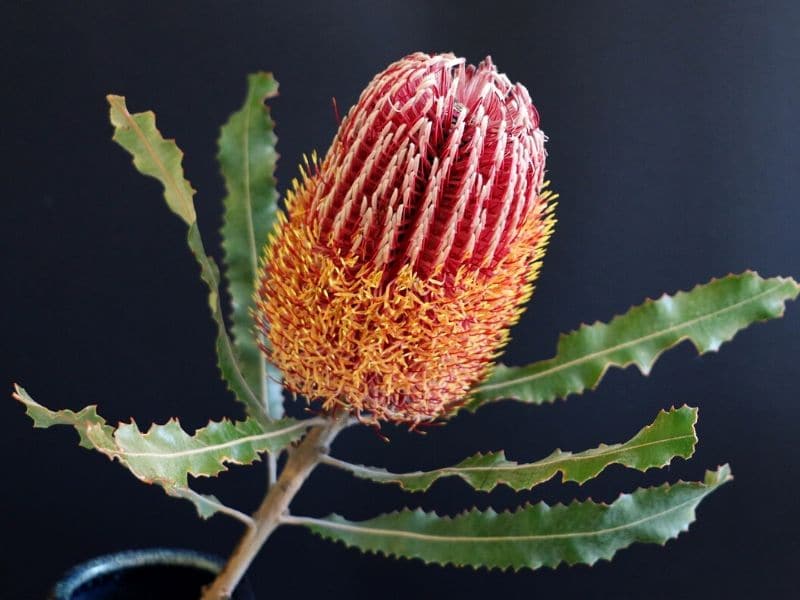 raspberry frost protea