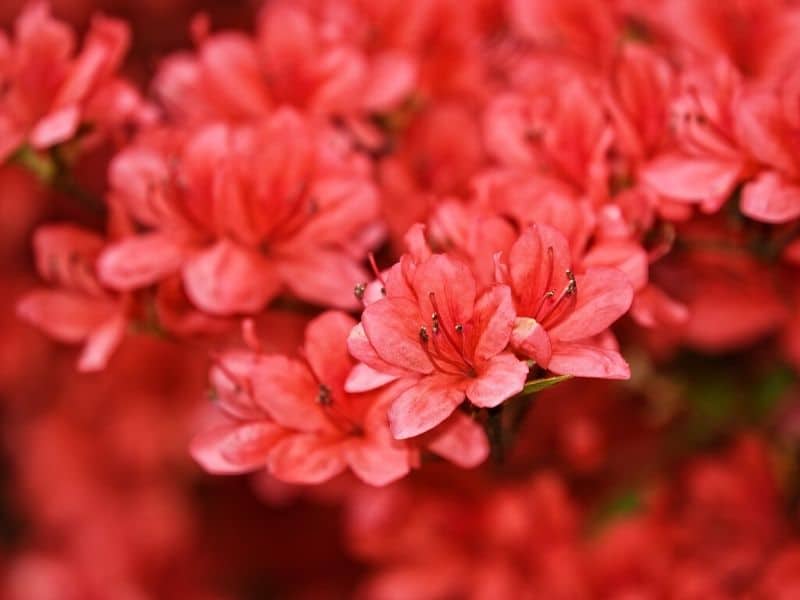 red rhododendron