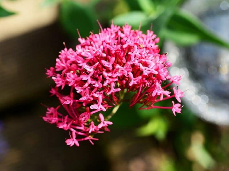 red valerian