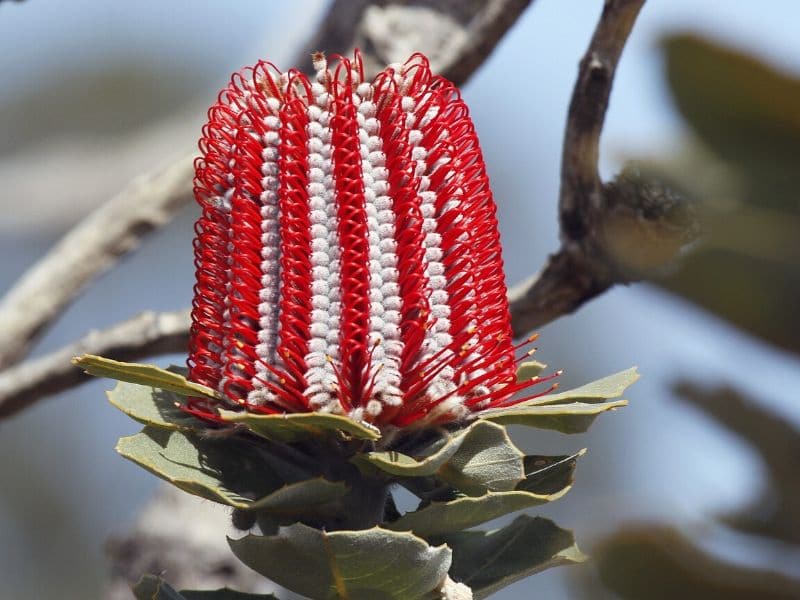 scarlet banksia protea