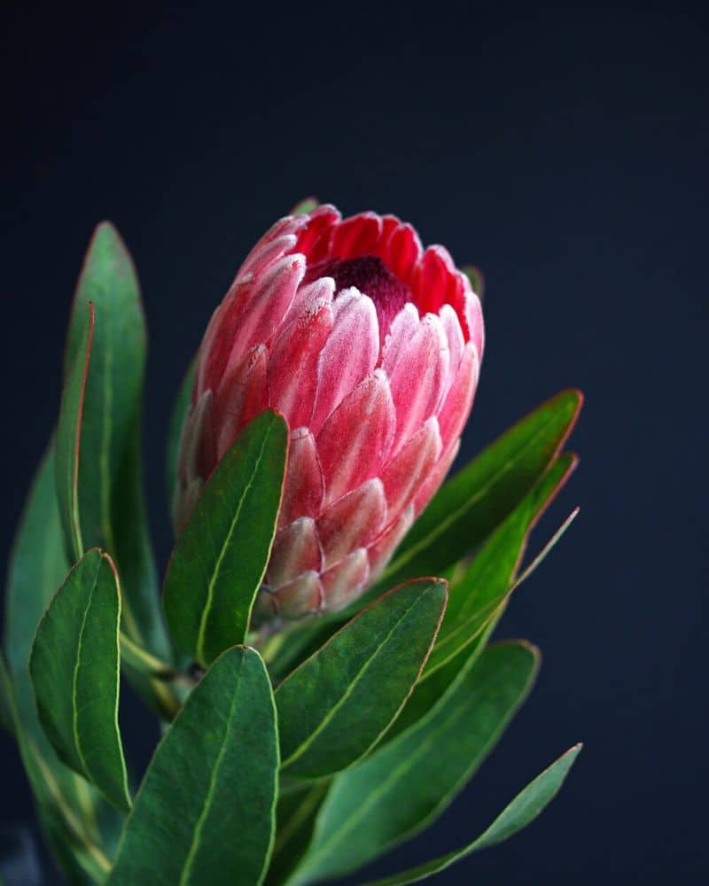 special pink ice protea