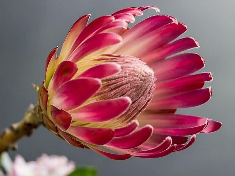 the queen protea