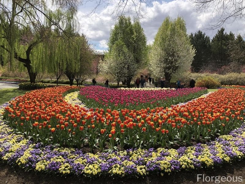 tulip divisions