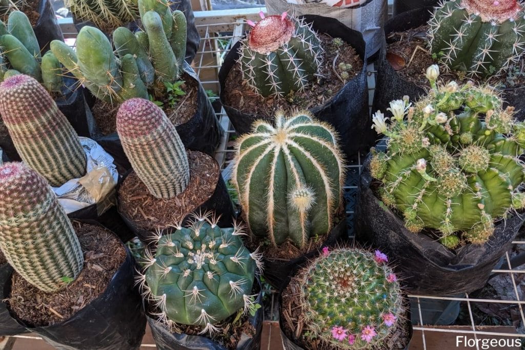 Top 10 Beautiful Types Of Cacti With Names And Pictures Florgeous,Microcrystalline Cellulose In Food