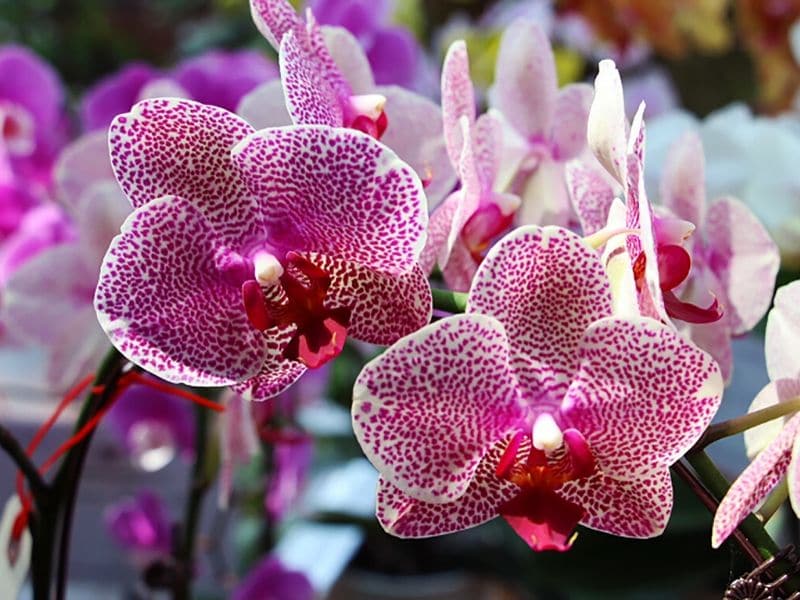 Orchidee PHALAENOPSIS 2 orna SETA FIORE LAVANDA ROSA 98 cm 60085-20 f4 