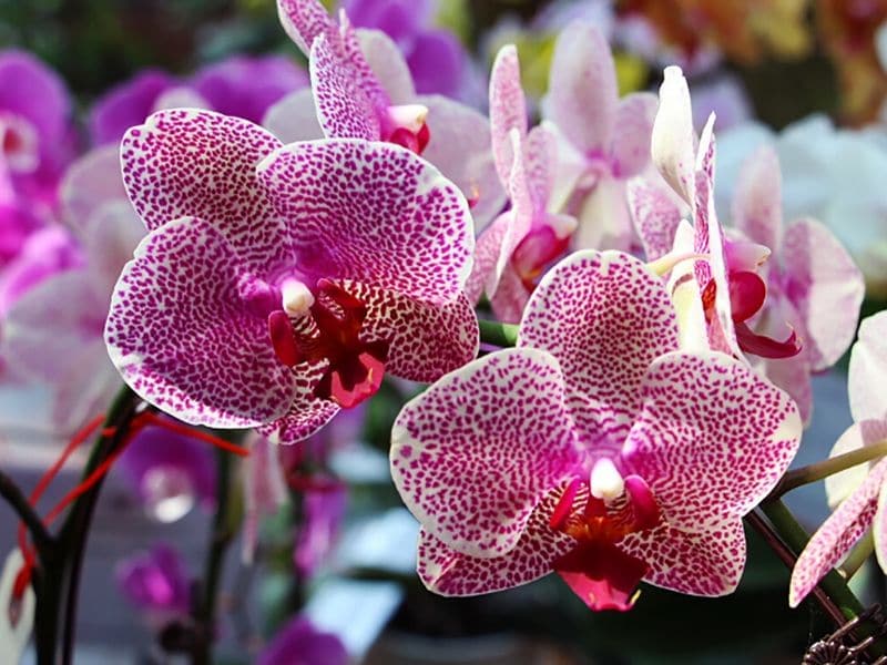 vanda orchids