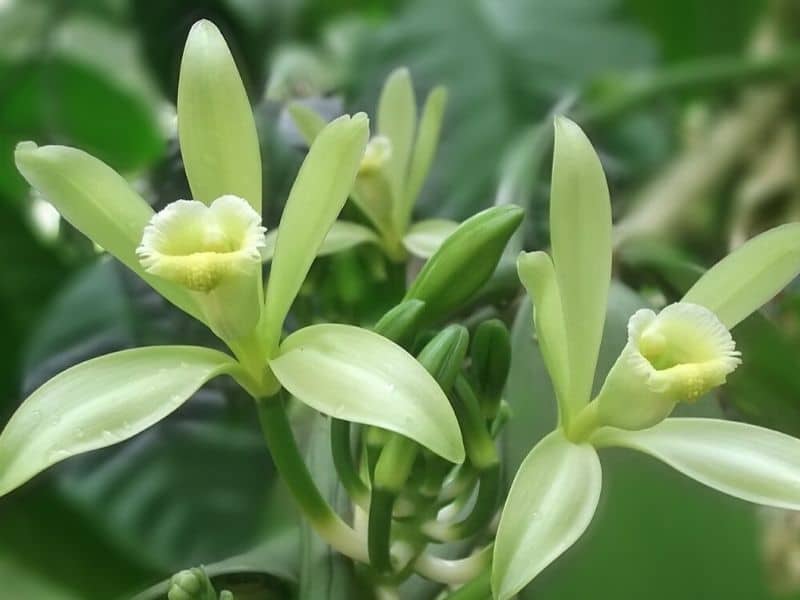 vanilla orchids