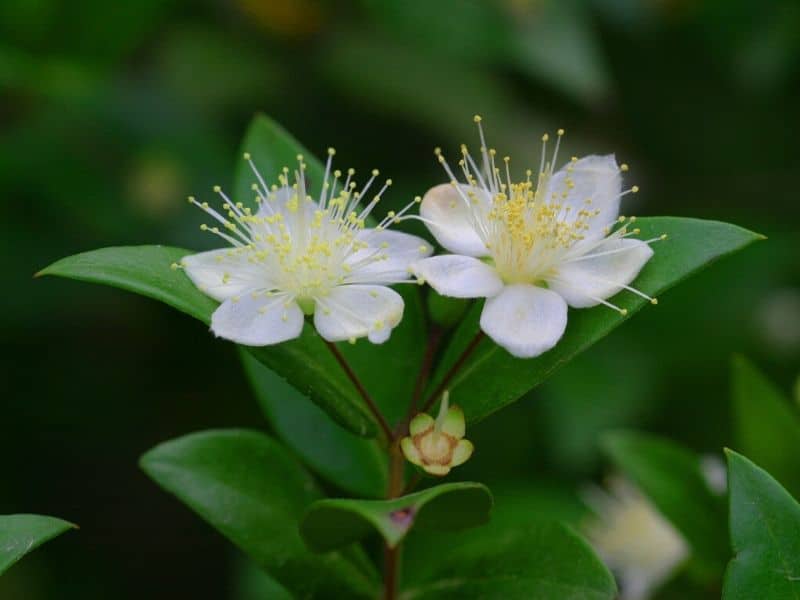 white myrtle flowers