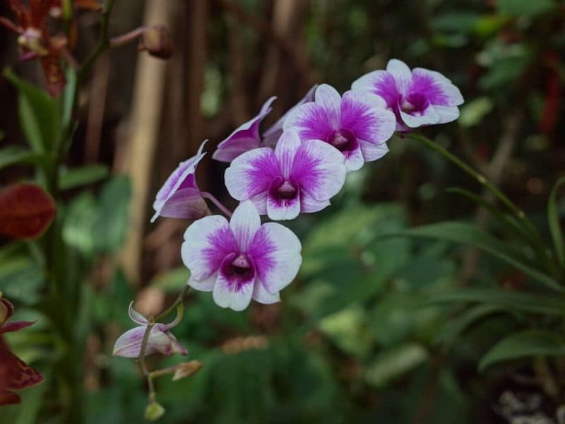 white purple dendrobium