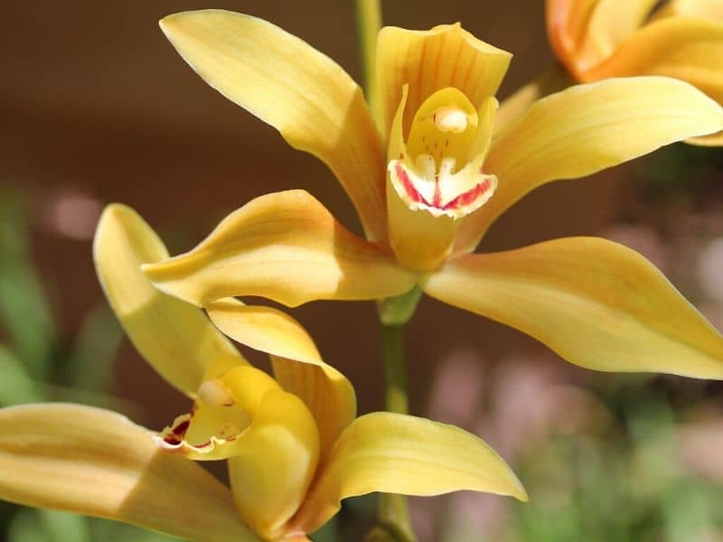 yellow cymbidium orchids