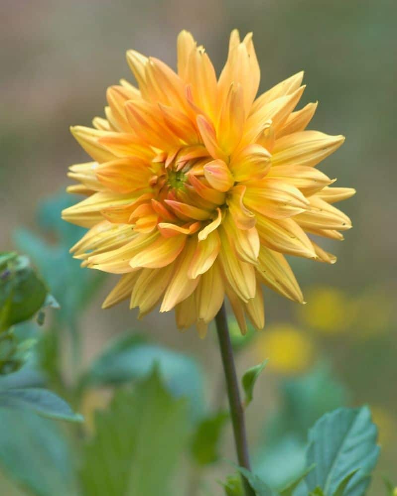 Dahlias 20 Flower Types, How To Plant, Grow and Care   Florgeous