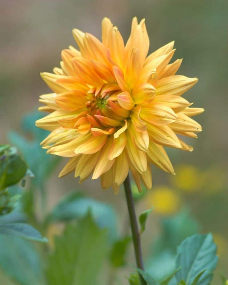 yellow dahlia plant