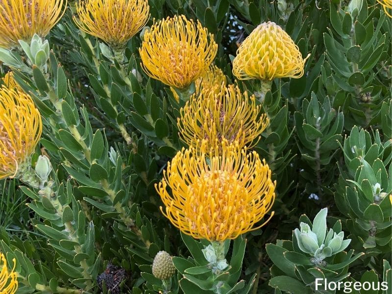 yellow protea