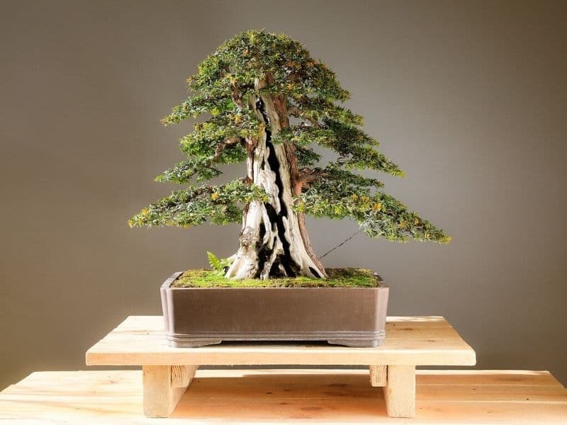 yew bonsai tree