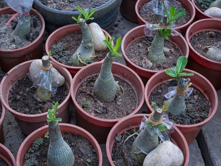 desert-rose-adenium-obesum-bonsai-how-to-plant-grow-and-care-florgeous