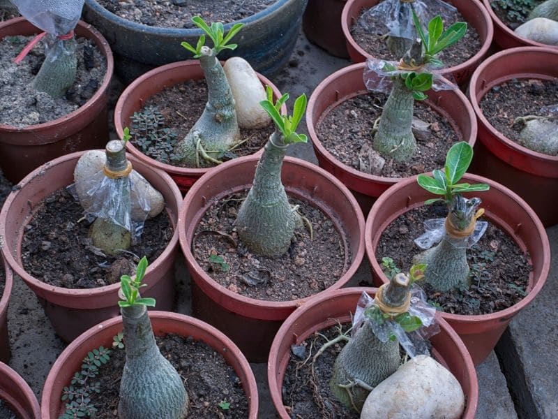 Adenium Obesum Desert Rose hybrid plugplant! Indoor plant/Bonsai, easy to  grow