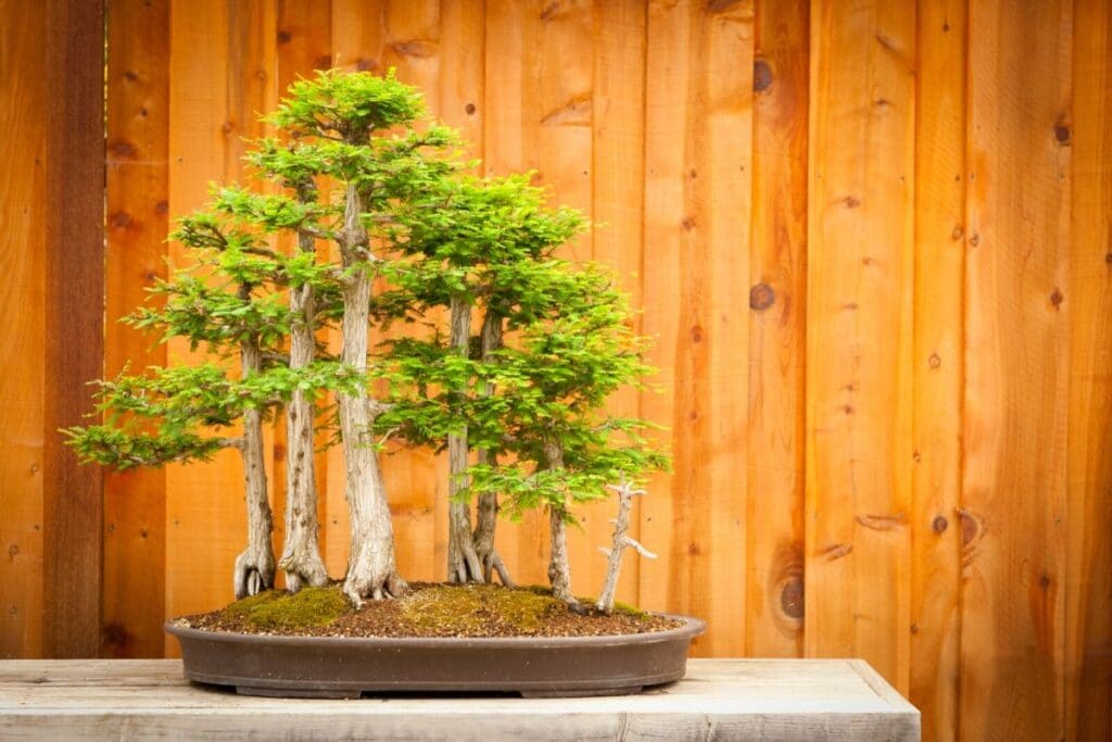 bald cypress bonsai