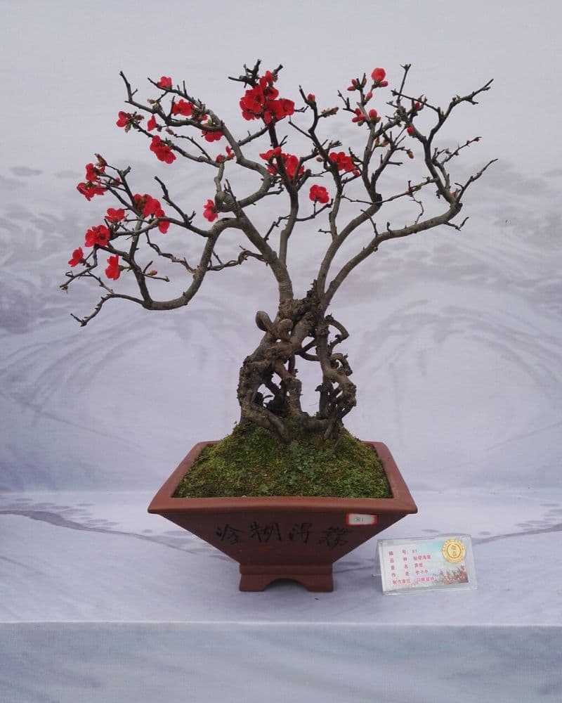 begonia bonsai tree