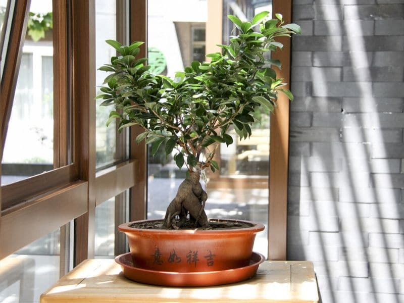 bonsai tree beside a window