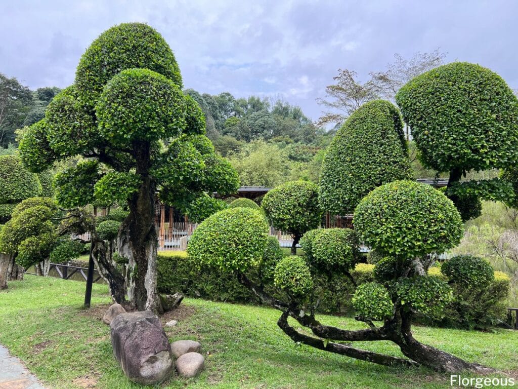 bonsai tree care